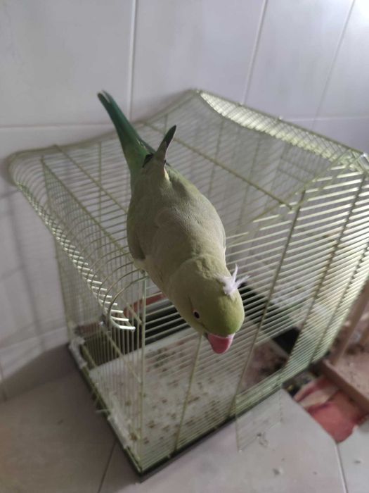 Ringneck Verde Fêmea Domesticado
