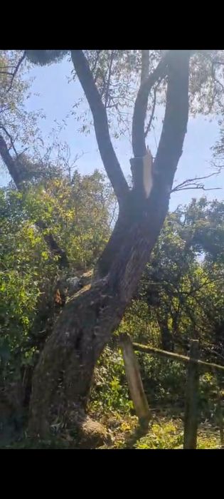 Розчистка земельних ділянок, зрізання дерев,самовивіз