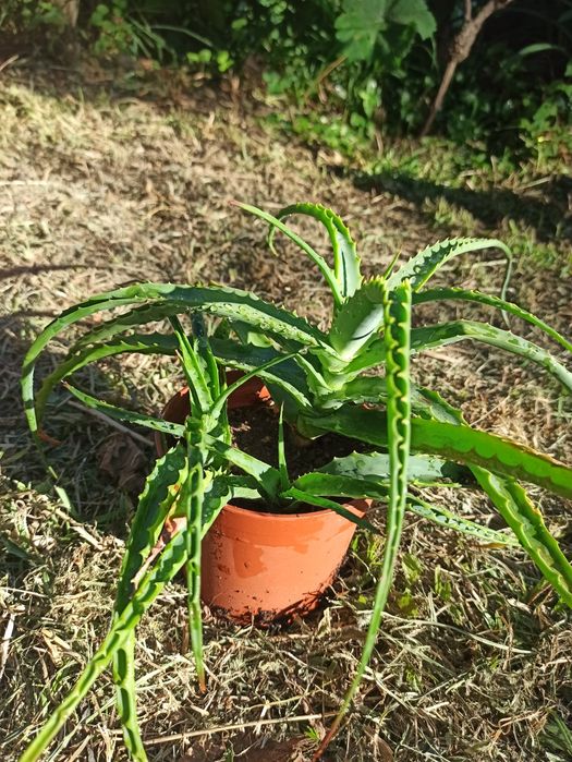 aloe vera em Vaso