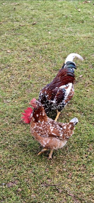 Jajka lęgowe – kury ozdobne / zagrodowe – super mix