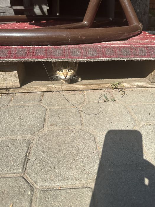 Отдам котят в хорошие руки