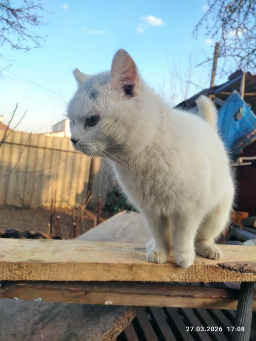 Безкоштовно кішечка