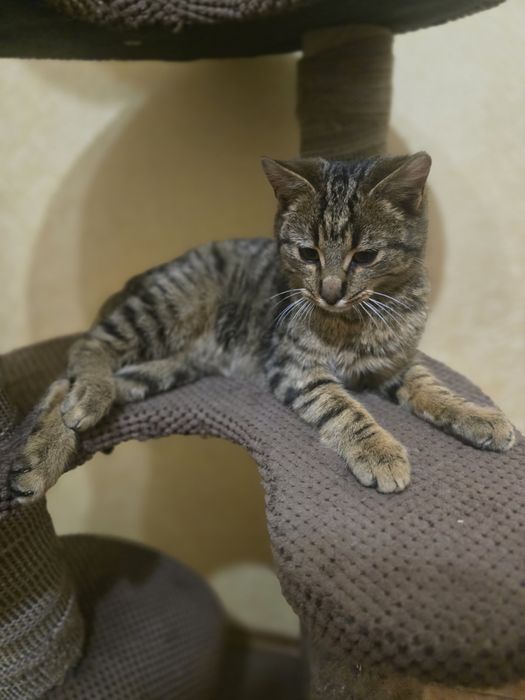 Котик в добрі ручки!