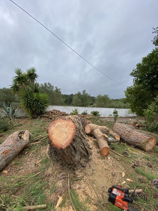 Limpezas de terrenos com roçadora e abate de árvores