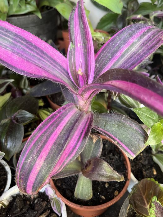 Mudas da minha coleção , dusponives