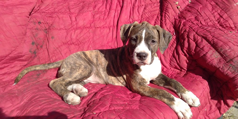 Американський стаффордширський тер'єр. АСТ.