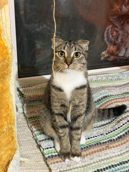 Вислоушки 6 мес.ДНЕПР