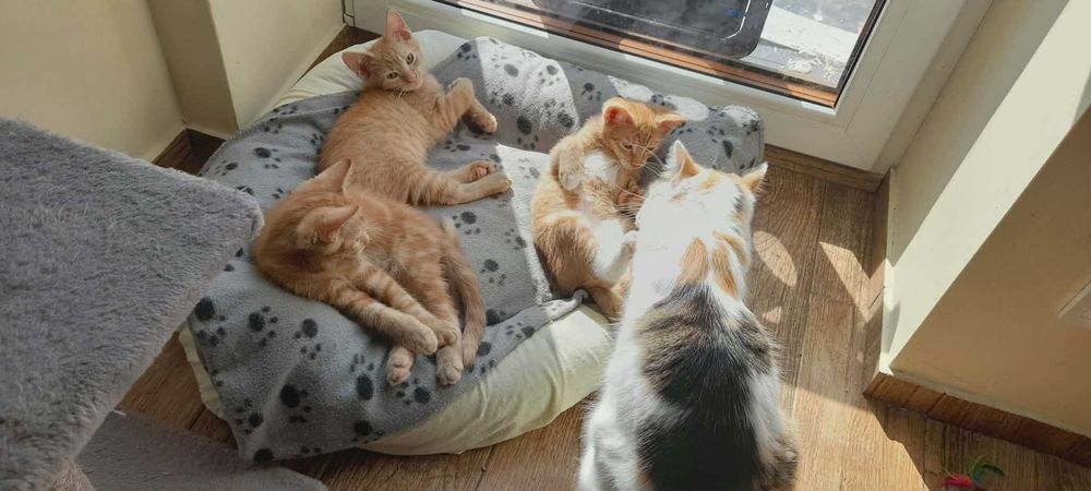 3 m. rude kotki do adopcji.