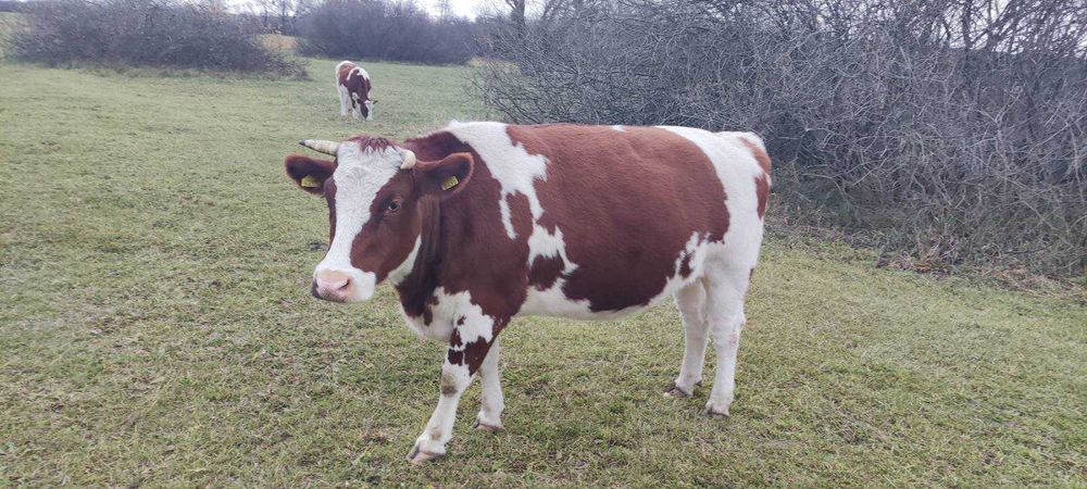 Тільна телиця, живою вагою +-600 кг