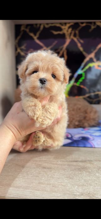 Мальтипу ф1 мини микро