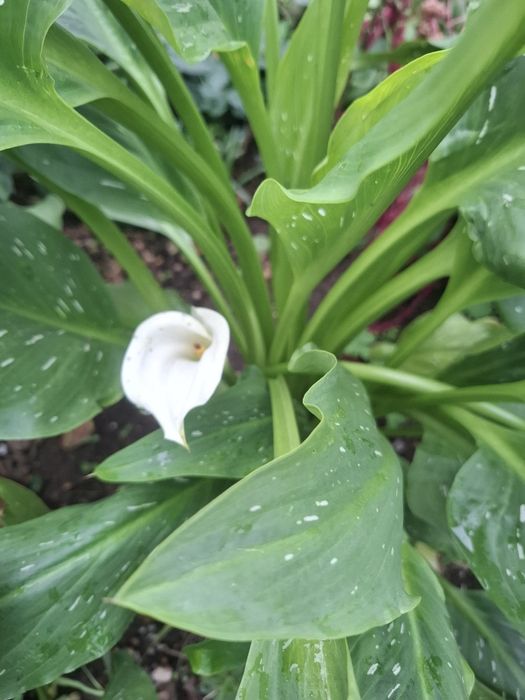 Kalia ogrodowa biała bordowe żółta