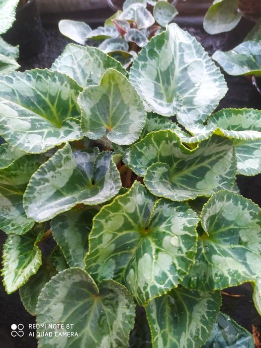 Цикламен багато сортів. Ціна за 5 кущиків