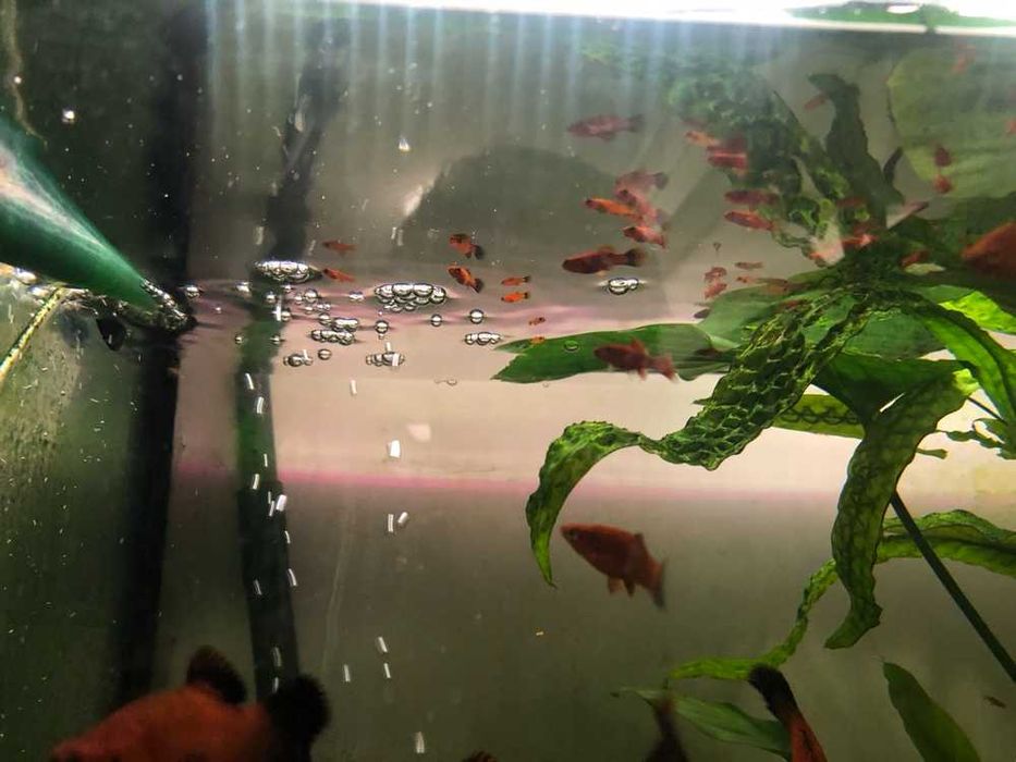 Домашні берлінські меченосці — яскраві вогники у вашому акваріумі