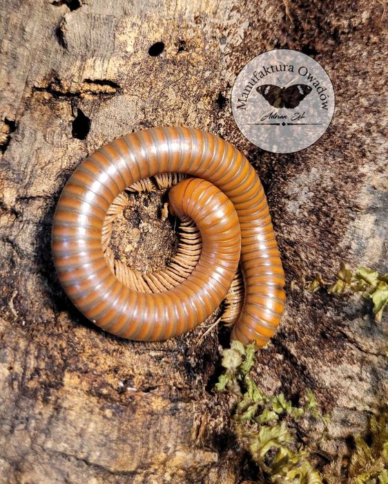 Spirostreptus sp. Tanzania, Krocionogi Wije isopody