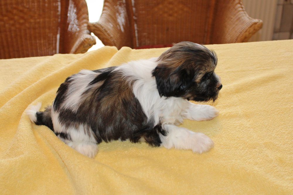 Śliczny Szczeniak z rodowodem