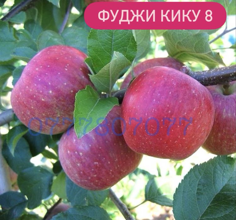 Яблука Садженці Слива Персик Айва Никтарин Саженці  Груша Инжир