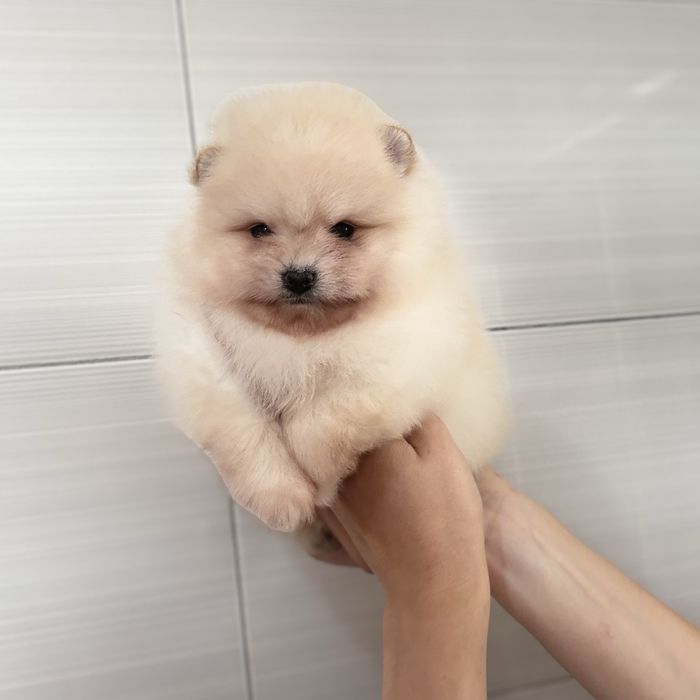 хлопчик шоу класу тип ведмедик