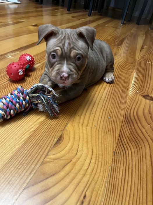 Piesek rasy  American Bully