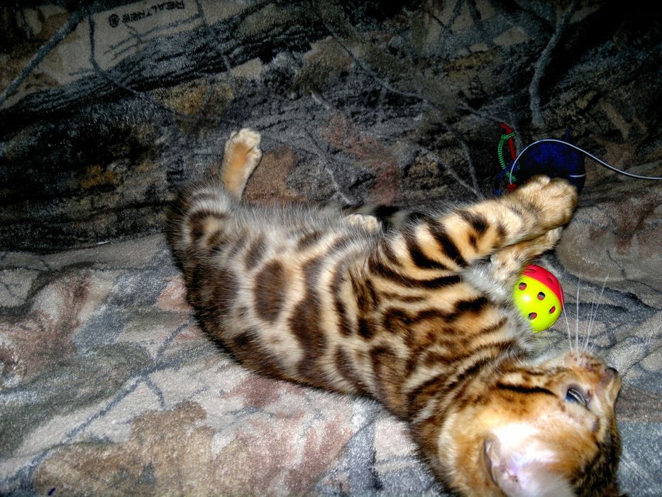 Яскраві бенгальські кошенятка з документами