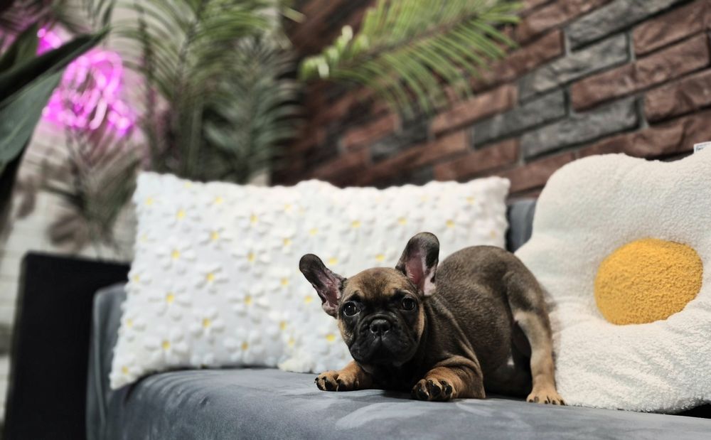 dziewczynka buldog francuski gotowa do odbioru