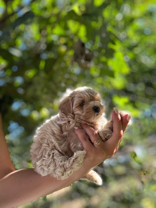 Мальтипу мальтипу