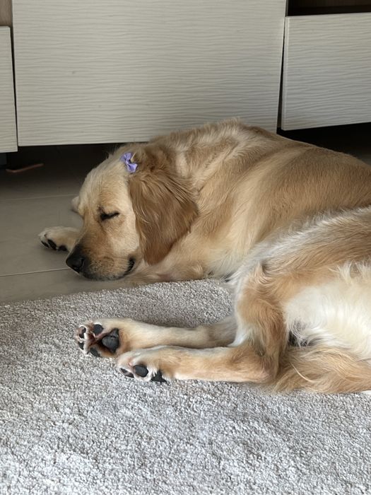 Golden Retrievier