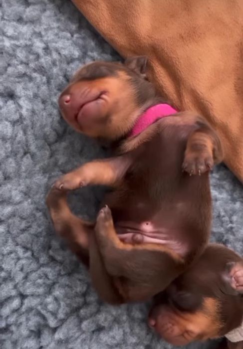 Хлопчики вони красиві цуценята в продажі