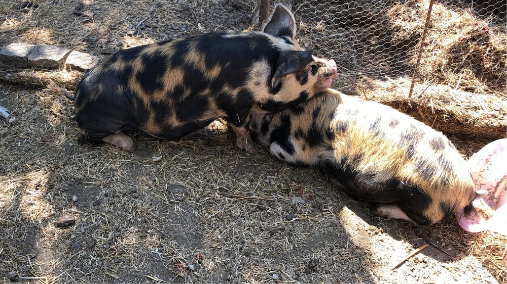 porcos Kune Kune