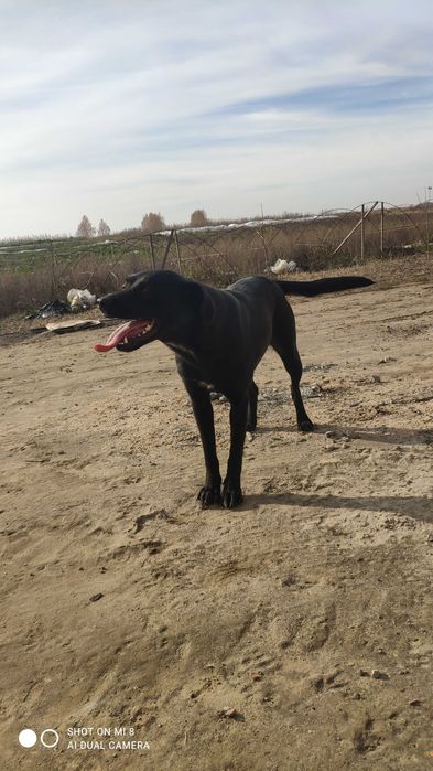 майоркская овчарка ка де бестиар