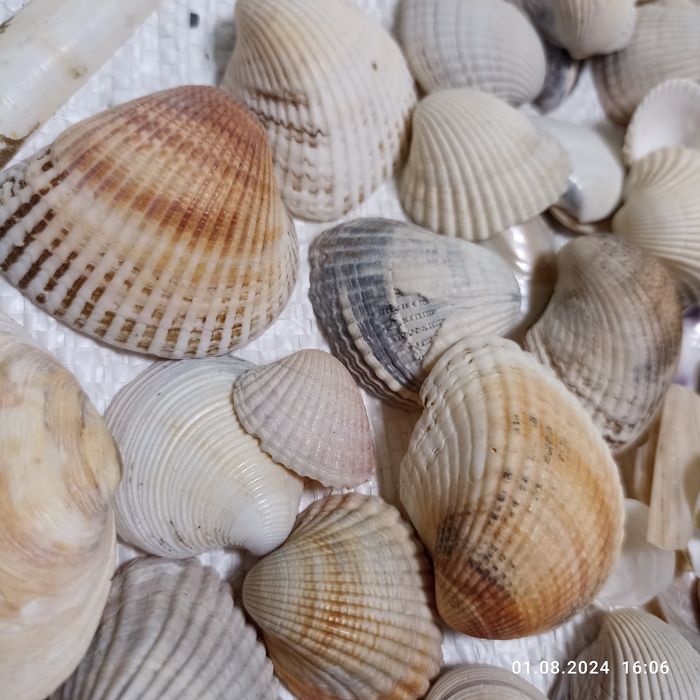 Мушлі з Чорного моря