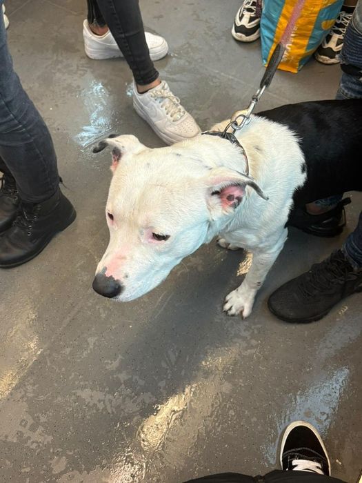 Dou  pitbull com 1 ano