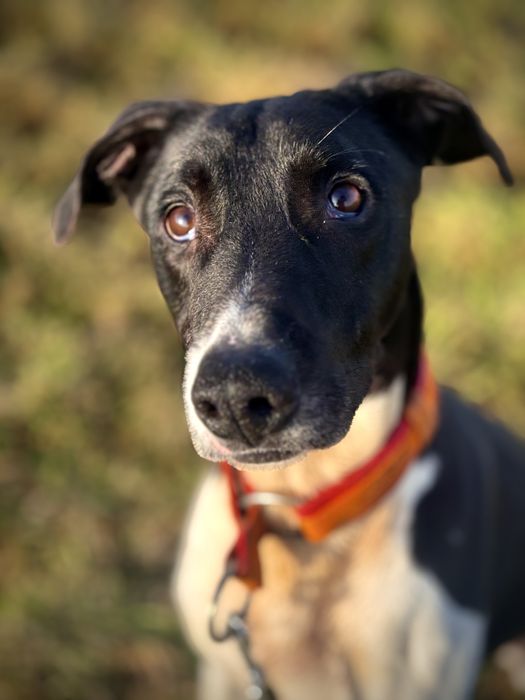 Mix charta z amstaffem Boczek do adopcji