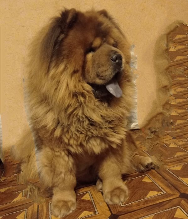 Кобель чау - чау