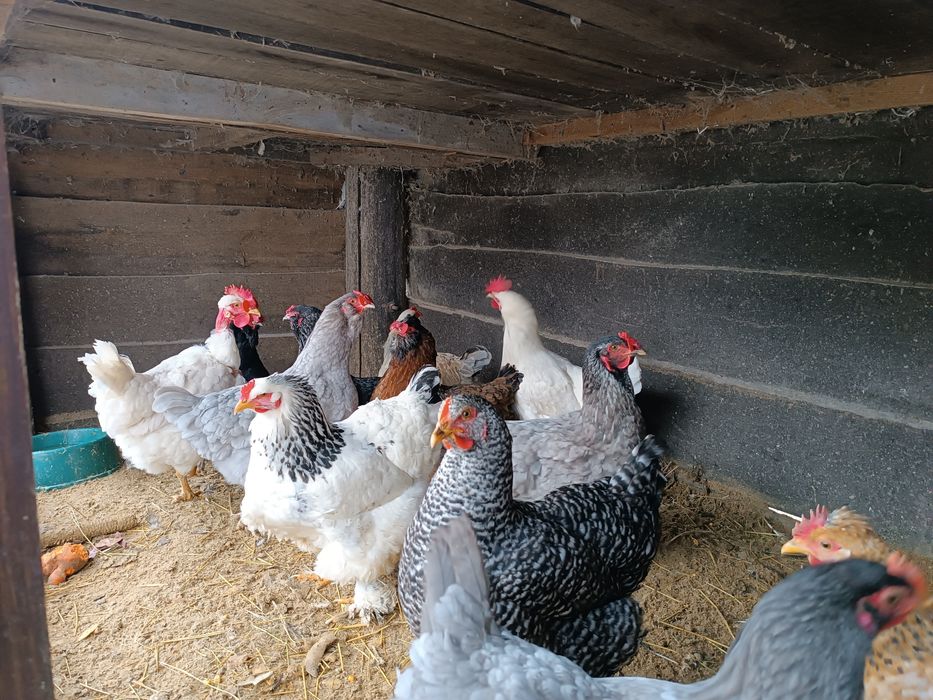 Продам яйця курячі