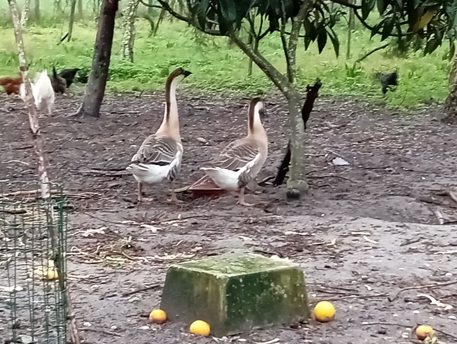 Gansos Sinaleiros, ou Gansos da Guiné.
