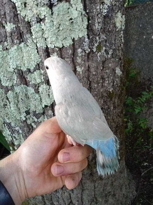 Agapórnis Domesticados