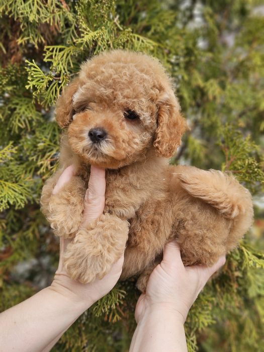 Девочка красавица 2 мес.