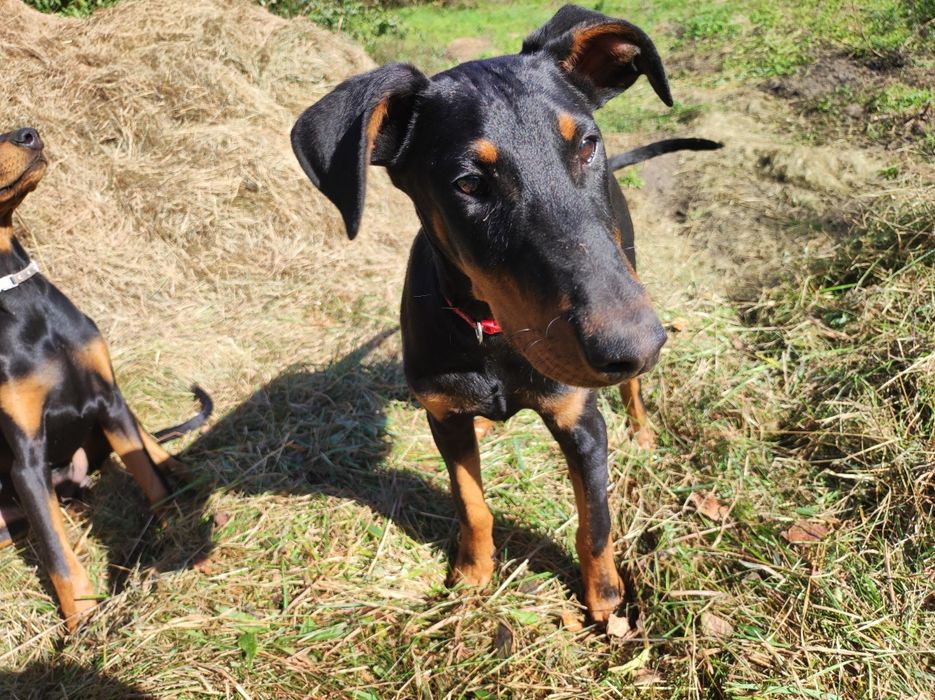 Doberman szczeniak – zdrowy i gotowy na nowy dom