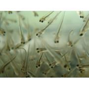 Личинка Щуки,подрощенная в озеро.