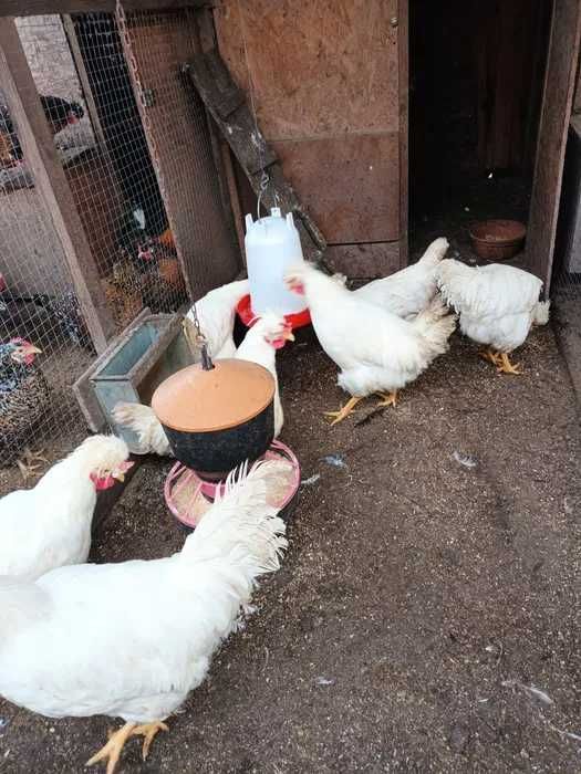 Ferma sprzeda kury Leghorn ł49