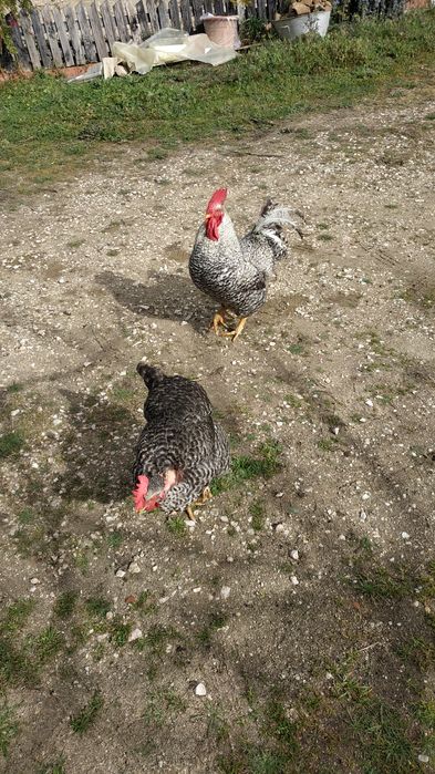 Ovos de pedres para incubação