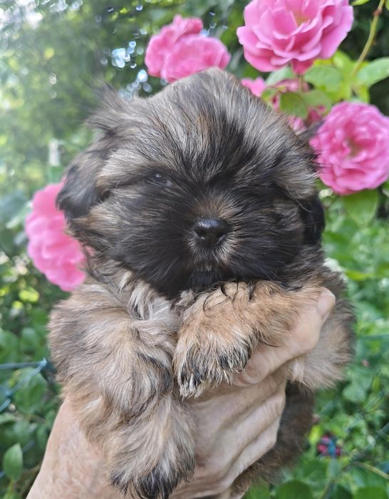 Shih tzu piesek FCI malutki