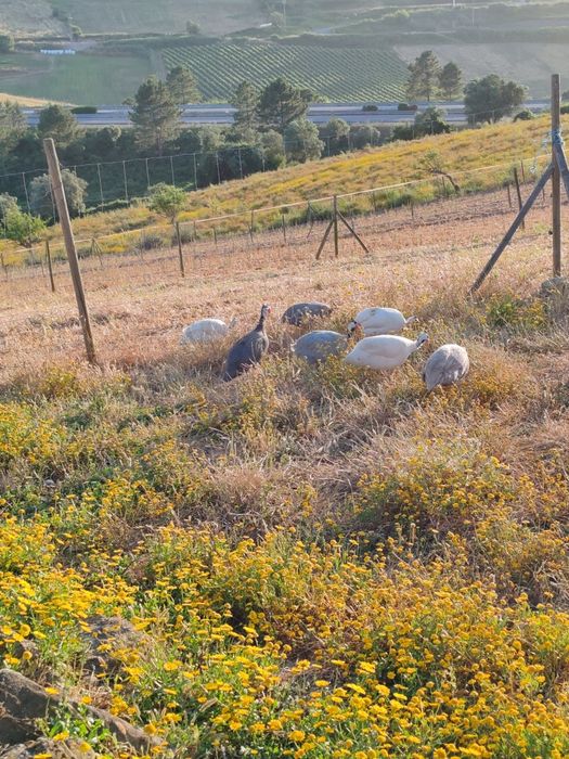Ovos Fracas/Galinhas Angola Patos Rouen/Saxony