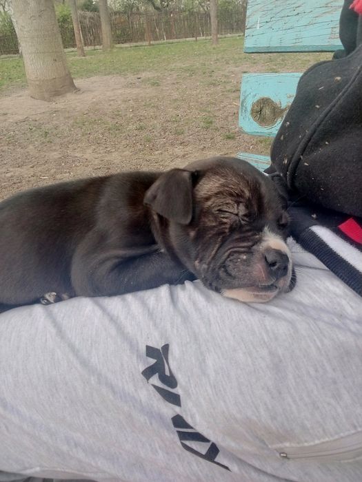 Дівчинка пітбуль чистокровна