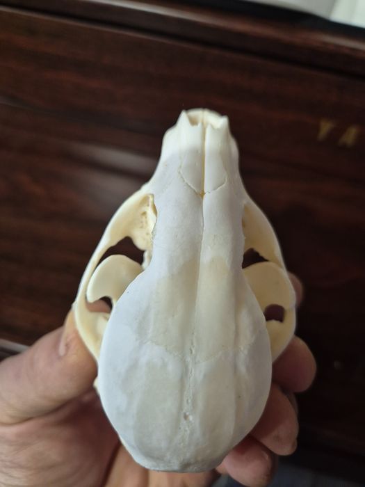 Czaszka szop pracz racoon skull  nie borsuk lis kuna czacha terrarium