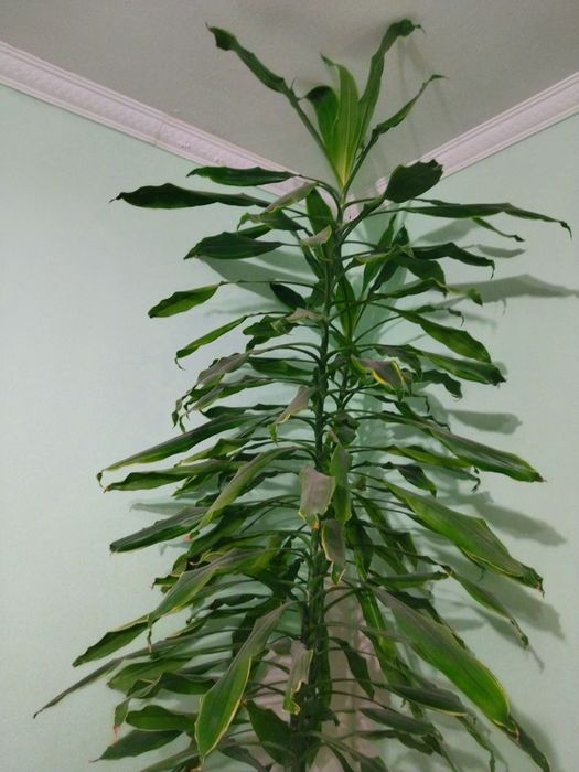 Вазон ДРАЦЕНА 3м. Пальма Юка Кімнатна рослина 3м.