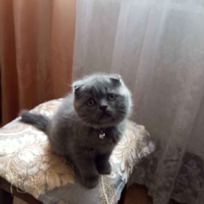 Шотландські кошенята продаж