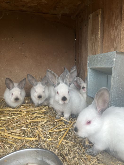 Króliki samce samice w różnym wieku