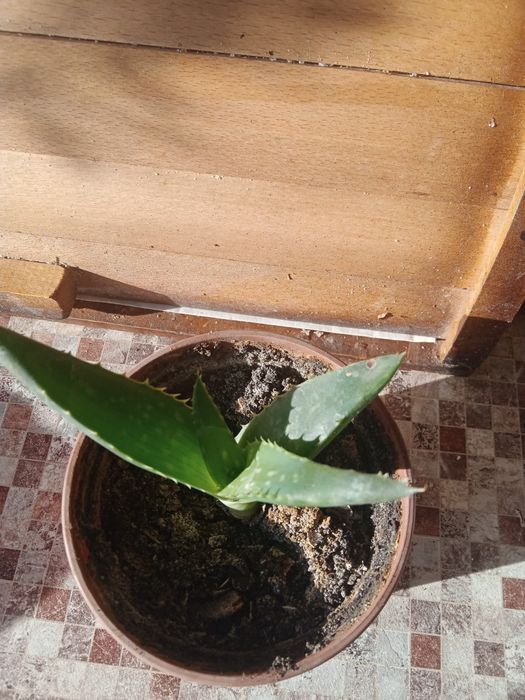 Вазон  алое  вера