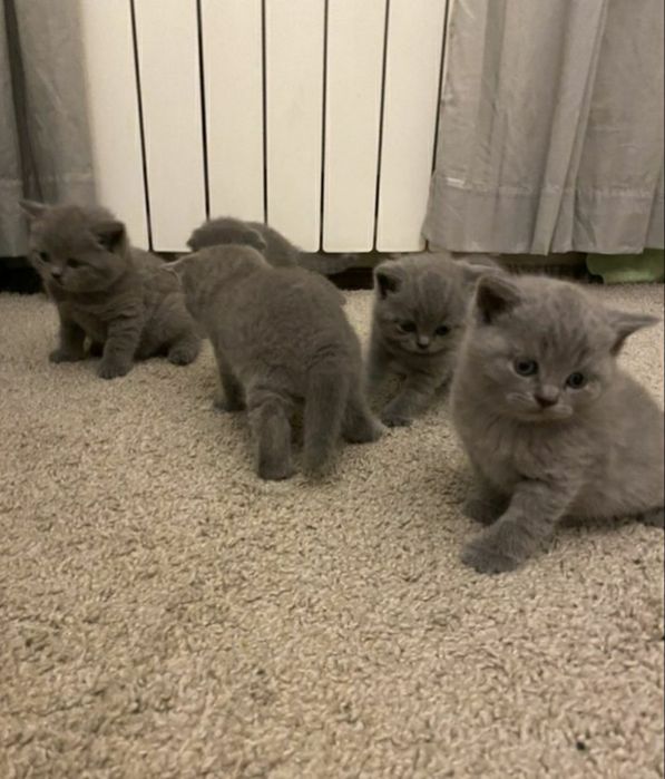 Плюшевые с документами котята, для Вас))